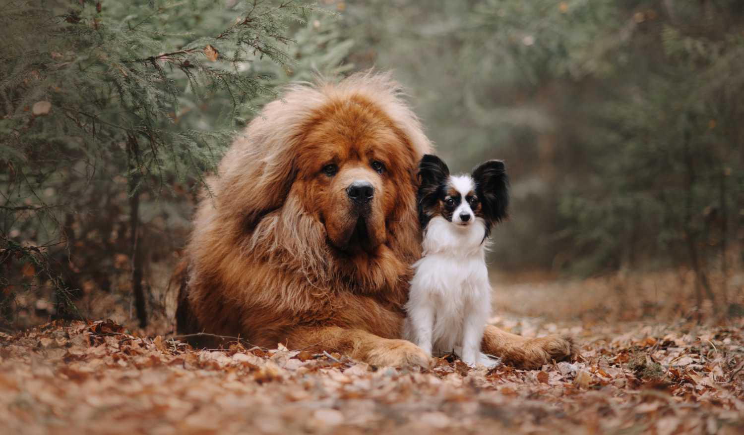 puppy meets puppy